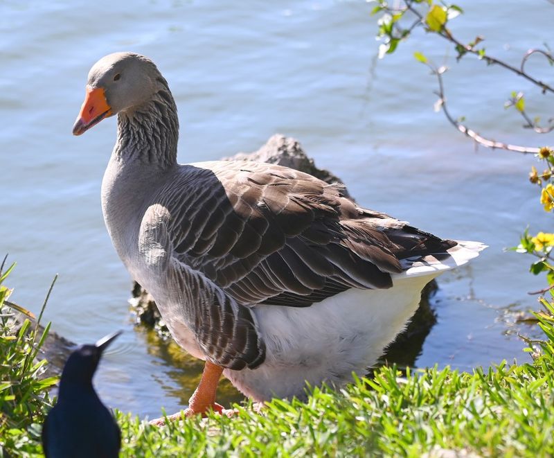 DSC_4941b.jpg
