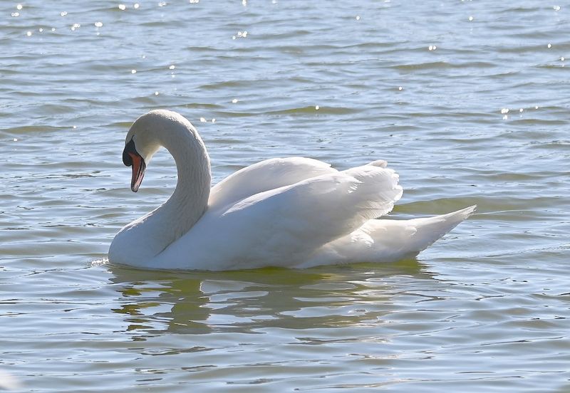 DSC_4945b.jpg