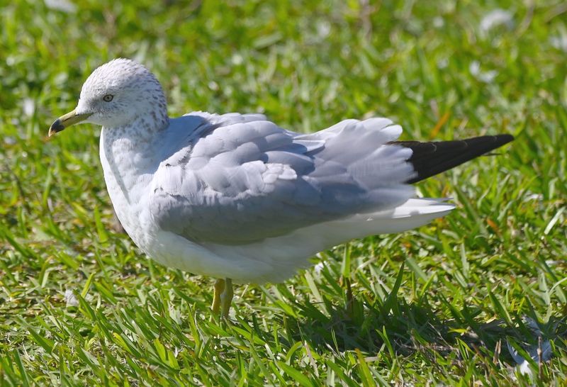 DSC_4952b.jpg