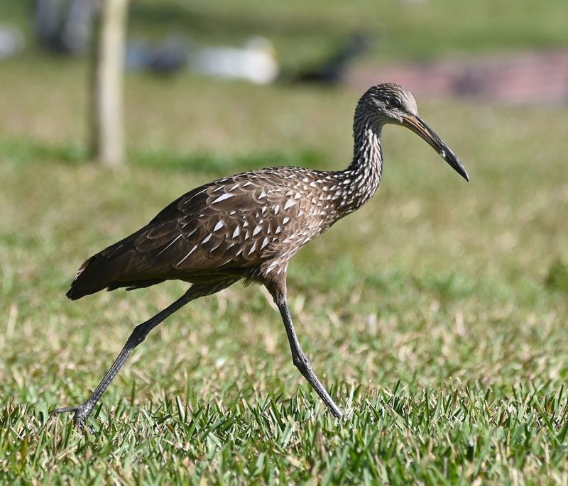DSC_5014b.jpg