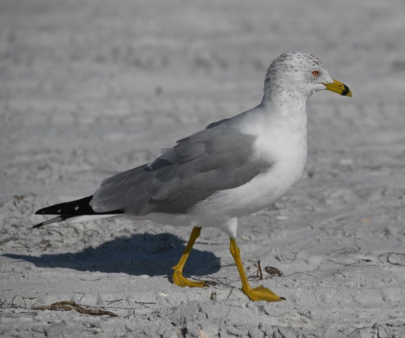 DSC_5142b.jpg