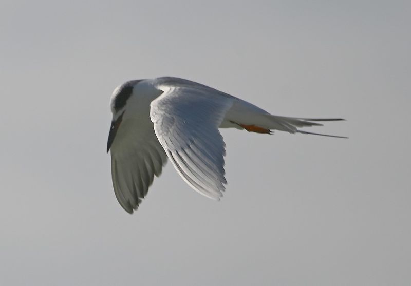 DSC_5321b.jpg