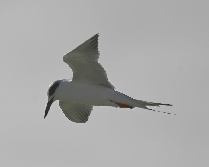DSC_5323b.jpg
