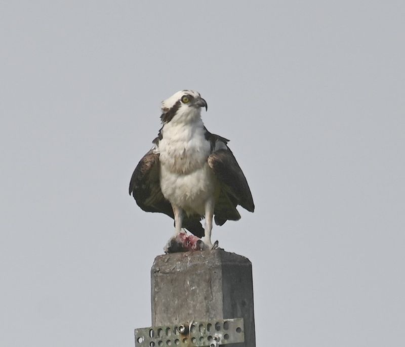 DSC_5398b.jpg
