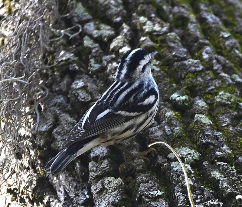 DSC_5575b.jpg