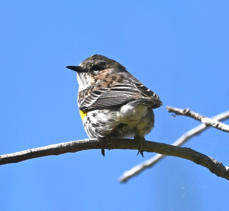DSC_5674b.jpg