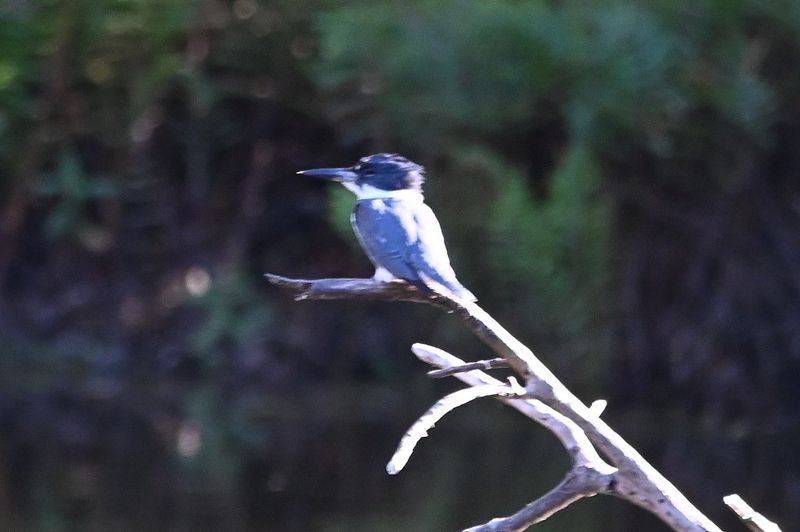 DSC_5714b.jpg