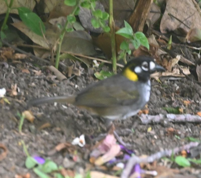 DSC_6993b.jpg