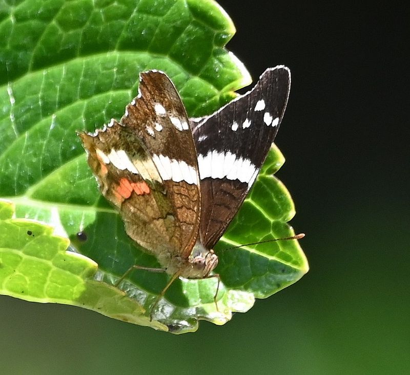 DSC_7078b.jpg