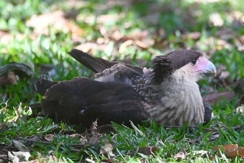 DSC_7133b.jpg