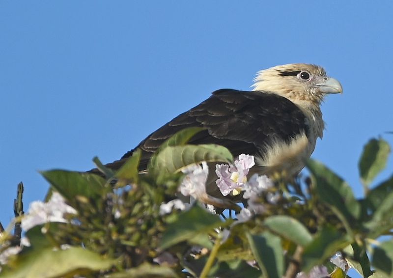 DSC_7282b.jpg