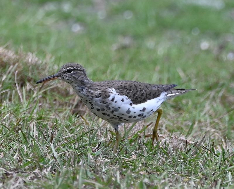 DSC_7572b.jpg