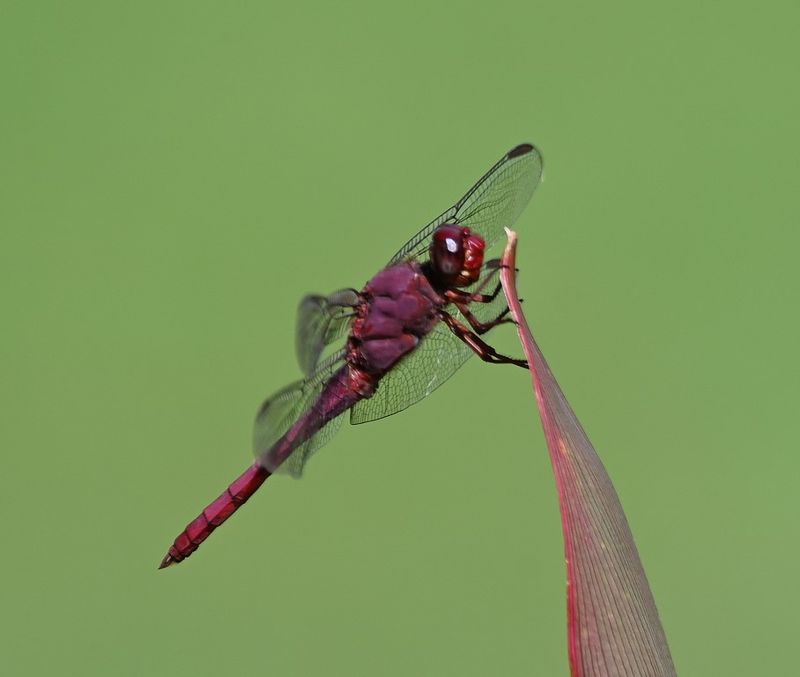 DSC_7635b.jpg