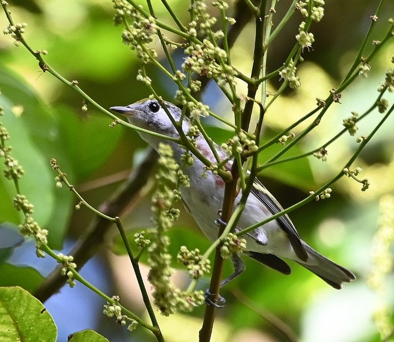 DSC_7663b.jpg
