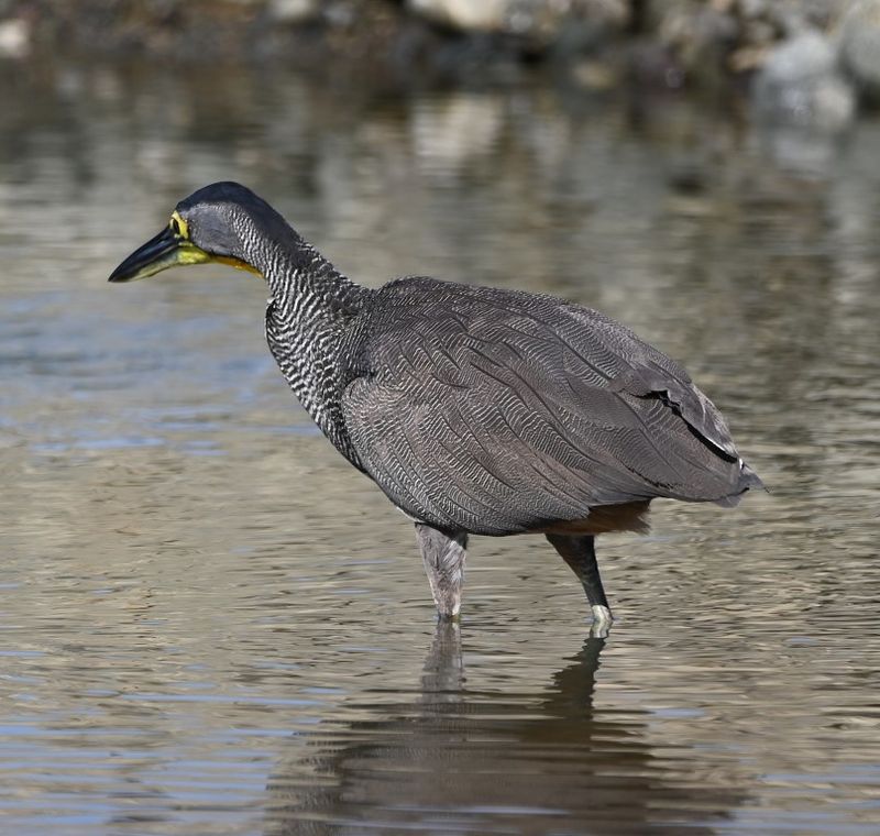 DSC_7836b.jpg