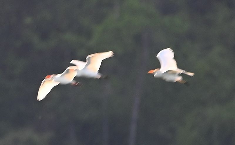 DSC_8314b.jpg