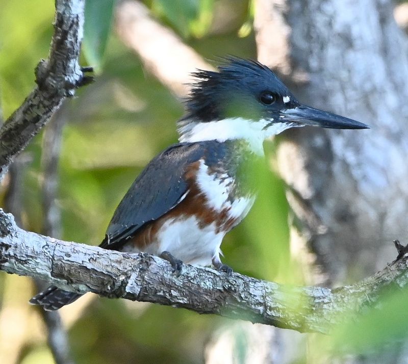 DSC_8456b.jpg