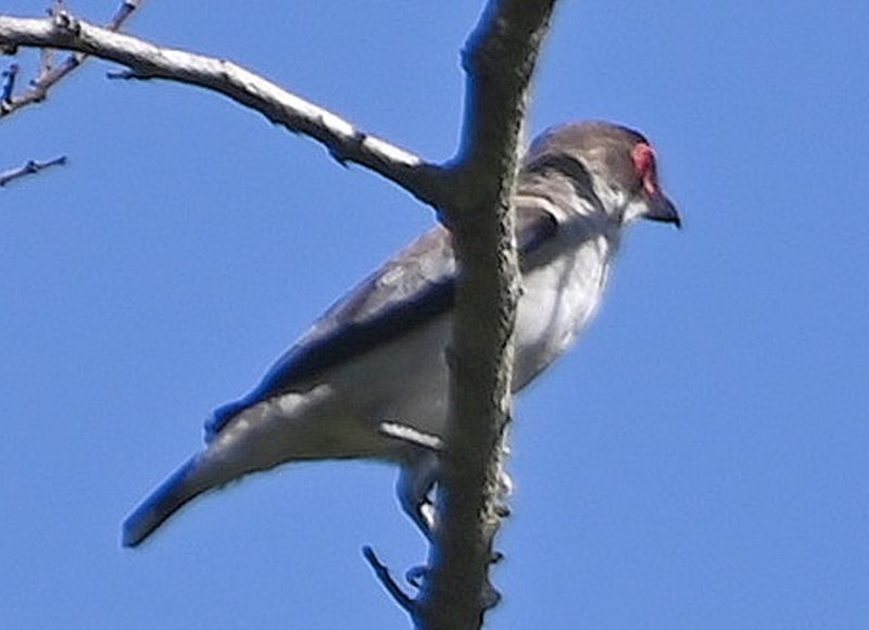DSC_8487b.jpg