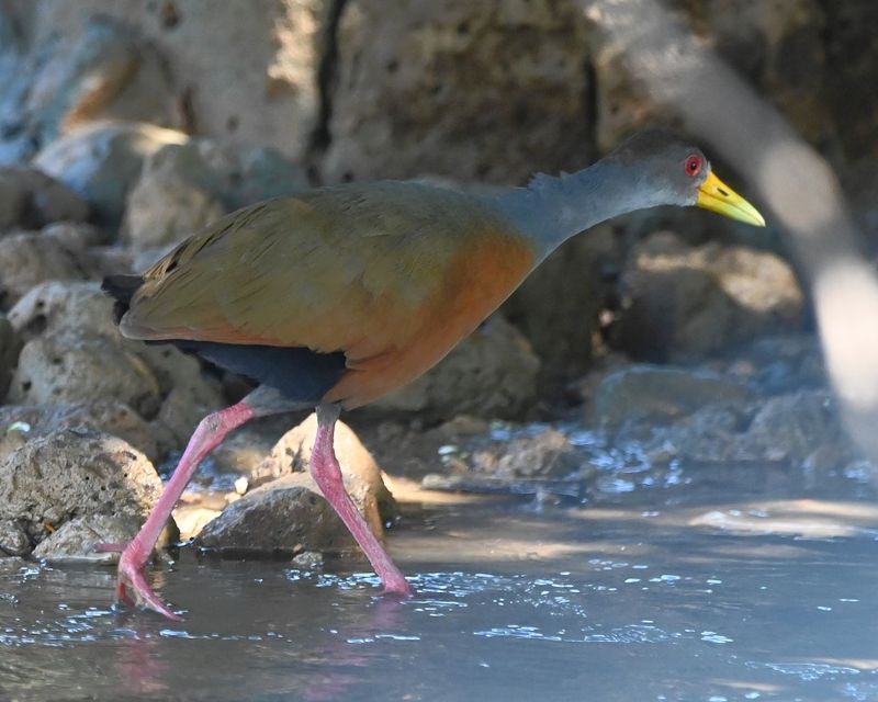 DSC_8518b.jpg