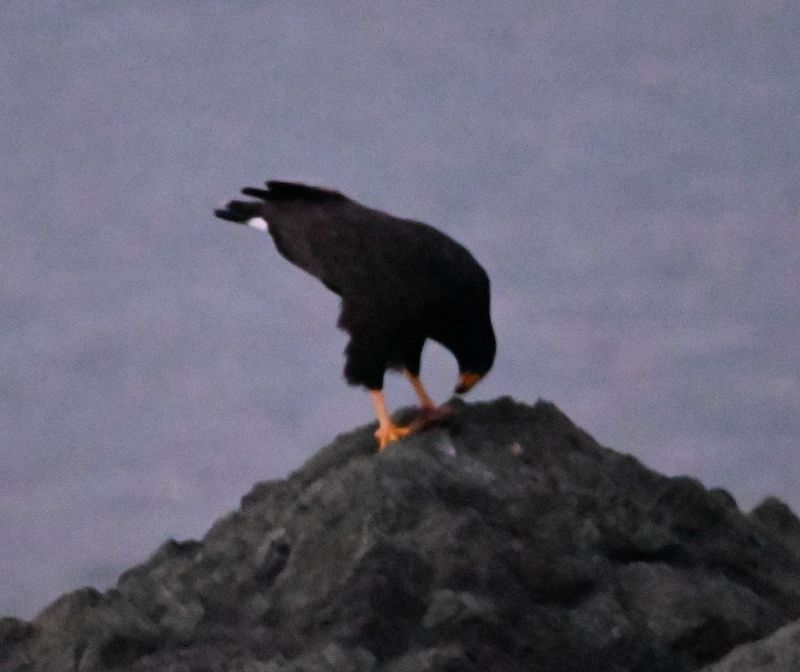 DSC_8800b.jpg