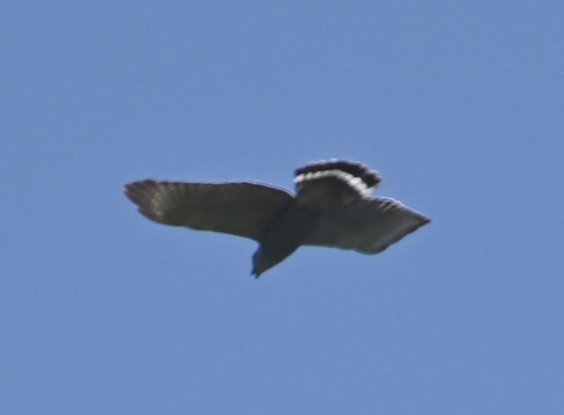 DSC_8953b.jpg