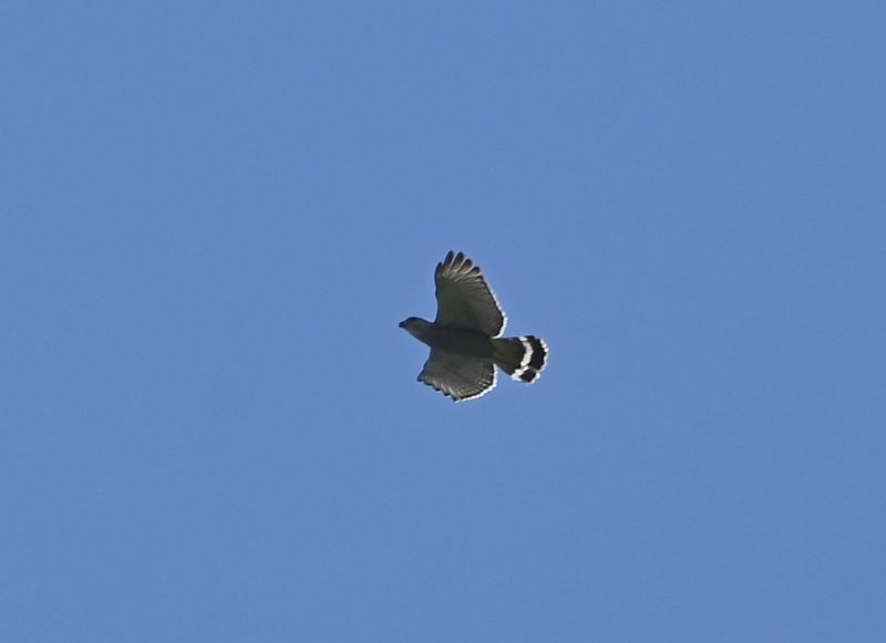 DSC_8955b.jpg