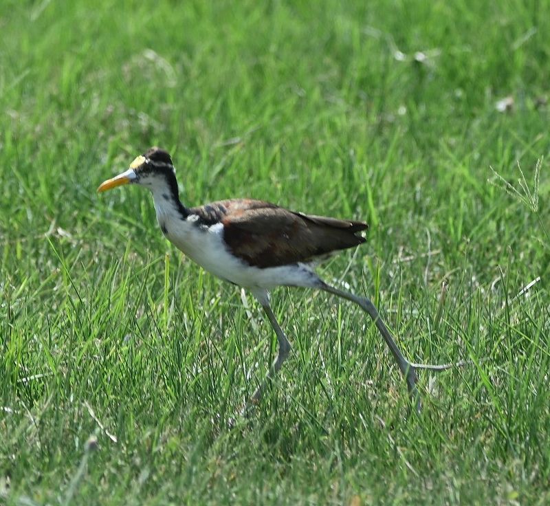 DSC_9013b.jpg