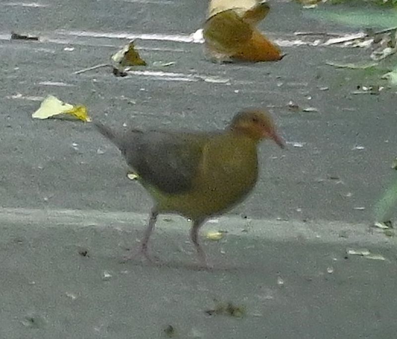 DSC_9439b.jpg
