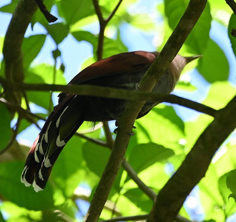 DSC_9446b.jpg