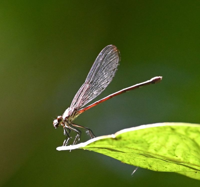 DSC_9484b.jpg