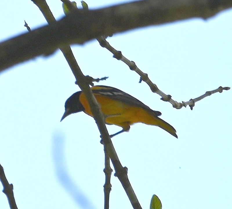 DSC_9492b.jpg