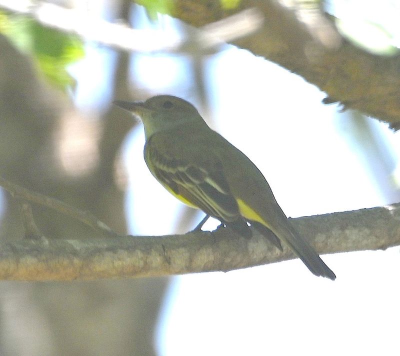 DSC_9516b.jpg