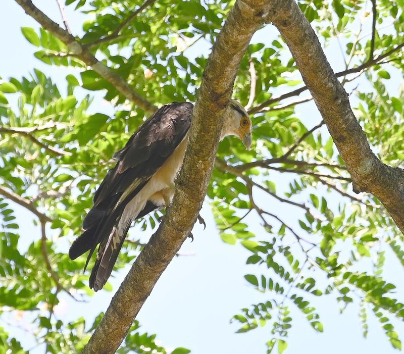 DSC_9560b.jpg