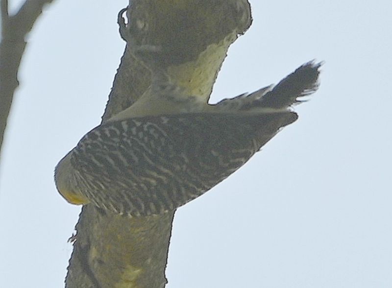 DSC_9572b.jpg