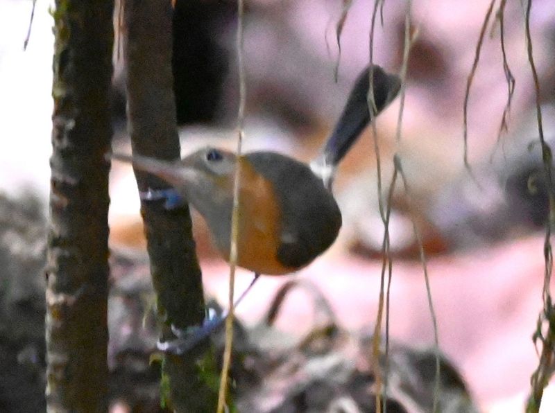 DSC_9598b.jpg