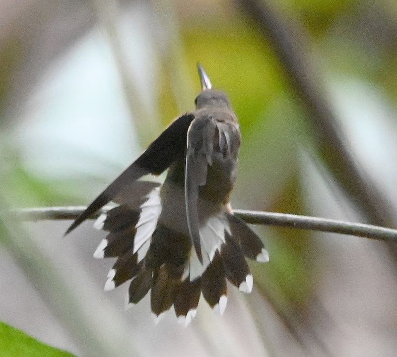 DSC_9637b.jpg