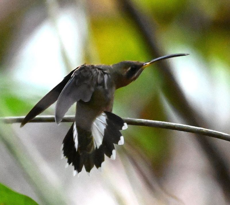 DSC_9642b.jpg