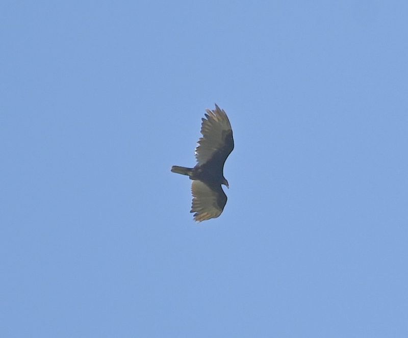 DSC_9767b.jpg