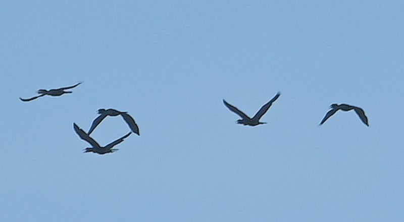 DSC_9778b.jpg