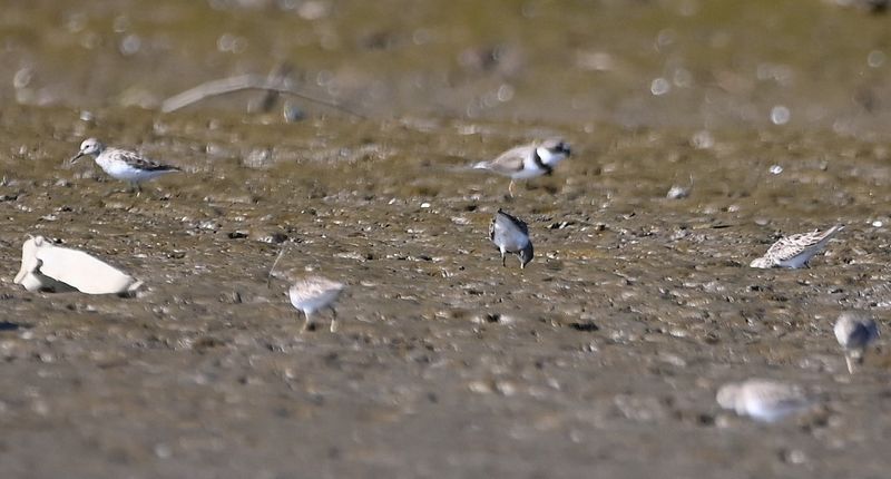 DSC_9801b.jpg
