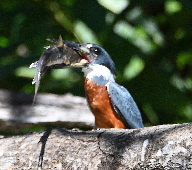 DSC_9898b.jpg