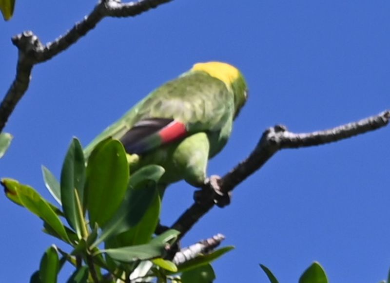 DSC_0010b.jpg