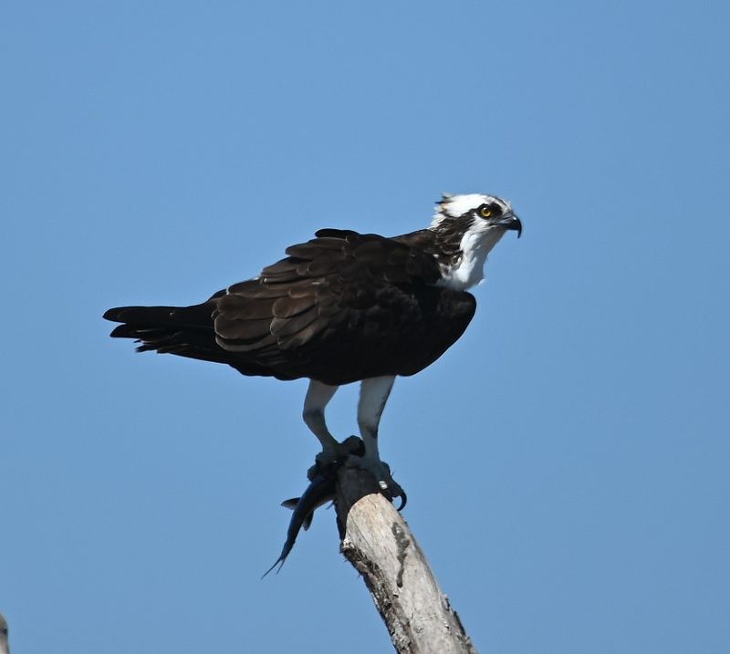 DSC_0060b.jpg