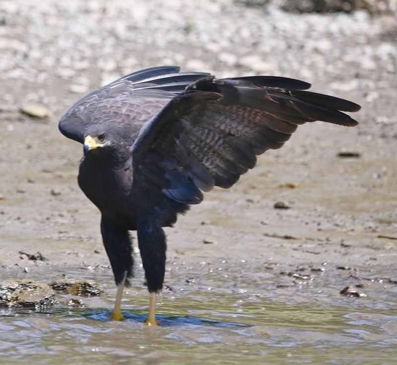 DSC_0150b.jpg