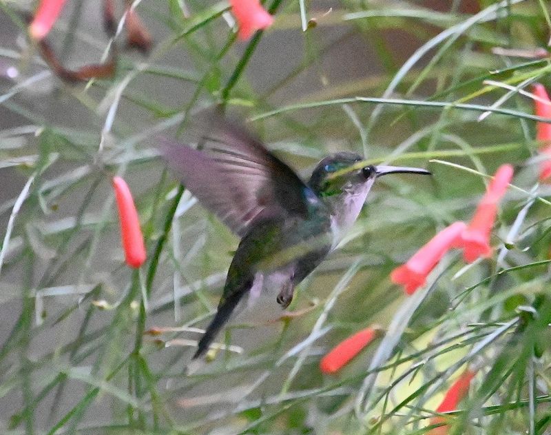 DSC_0852b.jpg