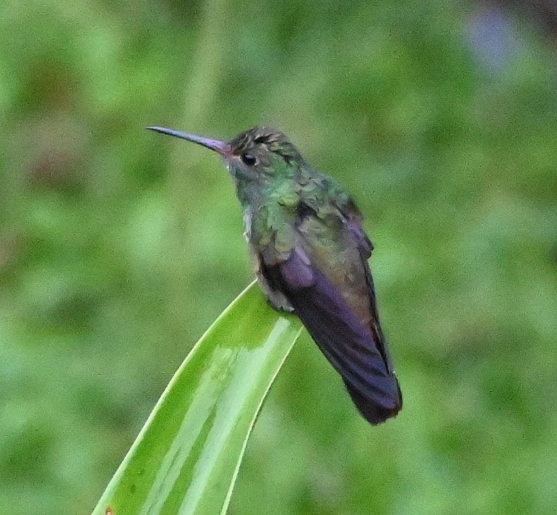 DSC_0943b.jpg