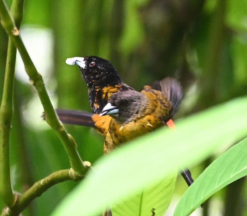 DSC_1252b.jpg