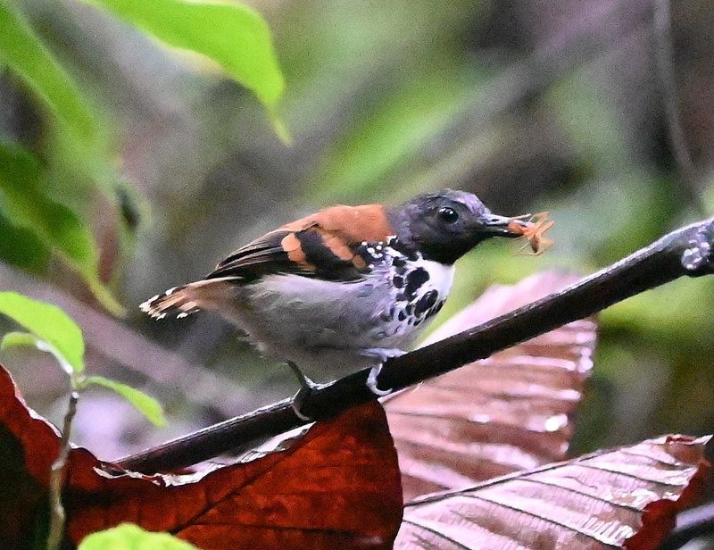 DSC_1356b.jpg