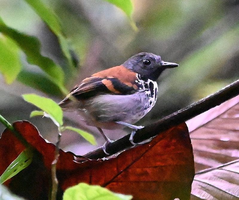 DSC_1381b.jpg