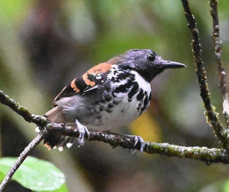 DSC_1388b.jpg